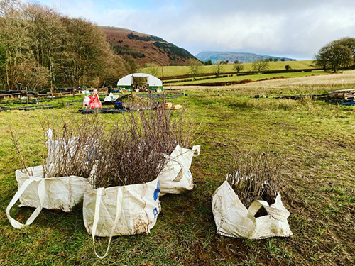 young trees ready for planting